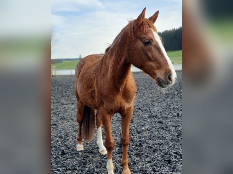 Spanish Sporthorse Gelding 12 years 15,1 hh Chestnut-Red in Tuttlingen