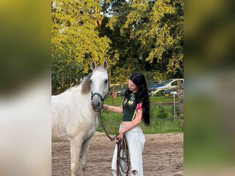Spanish Sporthorse Gelding 12 years 15.1 hh White in Oudega gem smallingerland
