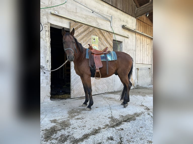 Spanish Sporthorse Mix Gelding 12 years 15 hh Bay-Dark in Windischgarsten