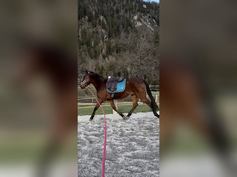 Spanish Sporthorse Mix Gelding 12 years 15 hh Bay-Dark in Windischgarsten