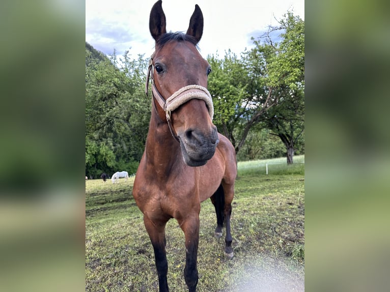 Spanish Sporthorse Mix Gelding 12 years 15 hh Bay-Dark in Windischgarsten