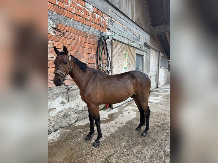 Spanish Sporthorse Mix Gelding 12 years 15 hh Bay-Dark in Windischgarsten