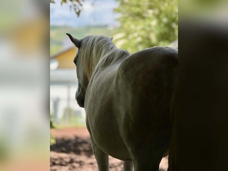 Spanish Sporthorse Mix Gelding 12 years 15 hh Grey-Fleabitten in Stadecken-Elsheim