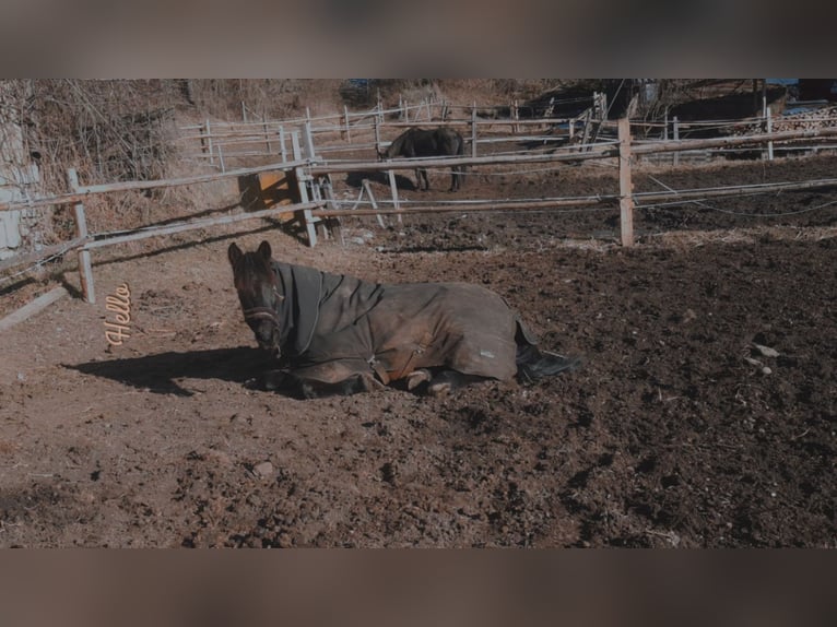 Spanish Sporthorse Mix Gelding 12 years 15,1 hh Black in Klagenfurt am Wörthersee