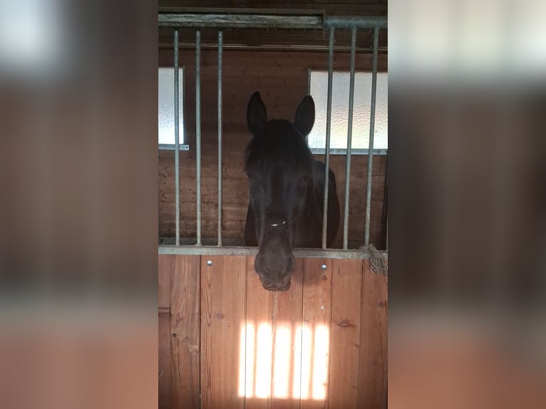Spanish Sporthorse Mix Gelding 12 years 15,1 hh Black in Klagenfurt am Wörthersee