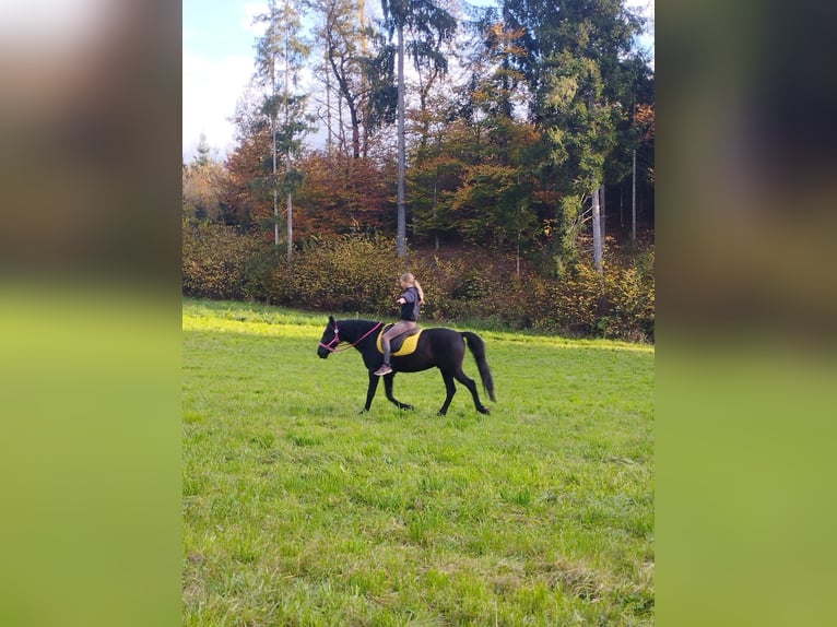 Spanish Sporthorse Mix Gelding 12 years 15,1 hh Black in Klagenfurt am Wörthersee