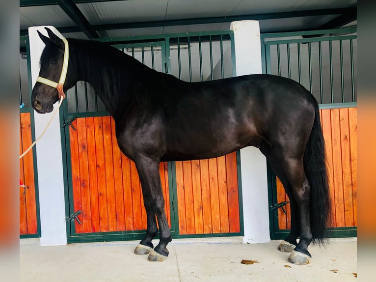 Spanish Sporthorse Gelding 12 years 16,3 hh Black in Las Rozas De Madrid