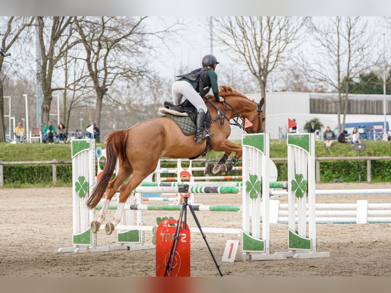 Spanish Sporthorse Gelding 12 years 16,3 hh Chestnut-Red in Gijon