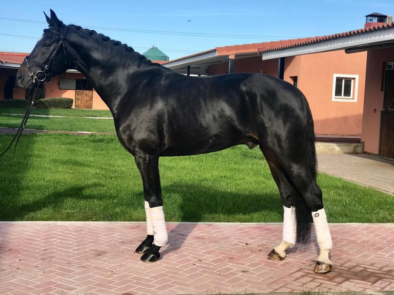 Spanish Sporthorse Gelding 12 years 16 hh Black in Madrid