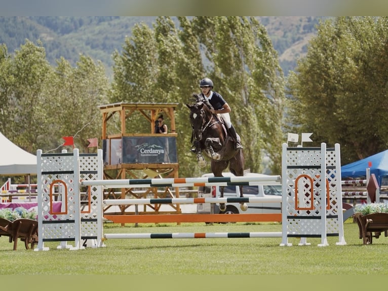 Spanish Sporthorse Gelding 12 years 16 hh Black in Sabadell