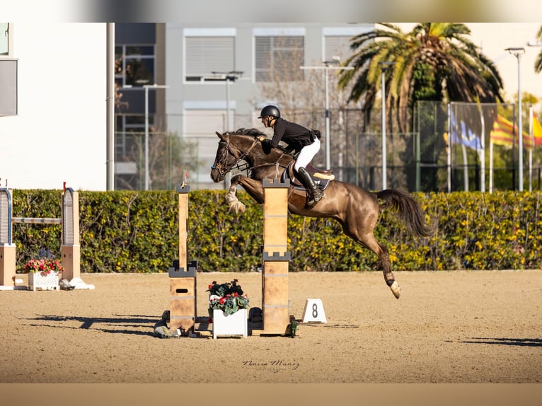 Spanish Sporthorse Gelding 12 years 16 hh Black in Sabadell