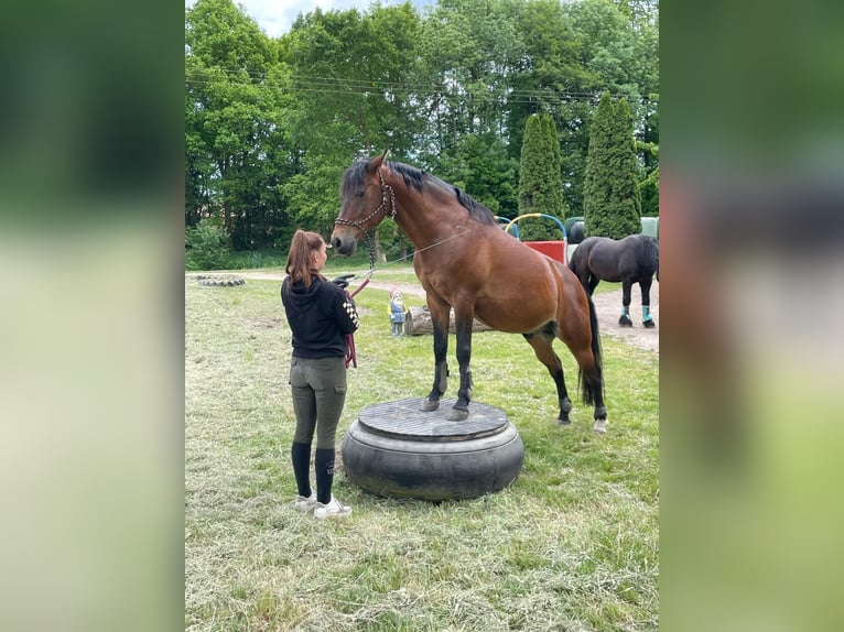 Spanish Sporthorse Gelding 13 years 14.2 hh Brown in Menslage