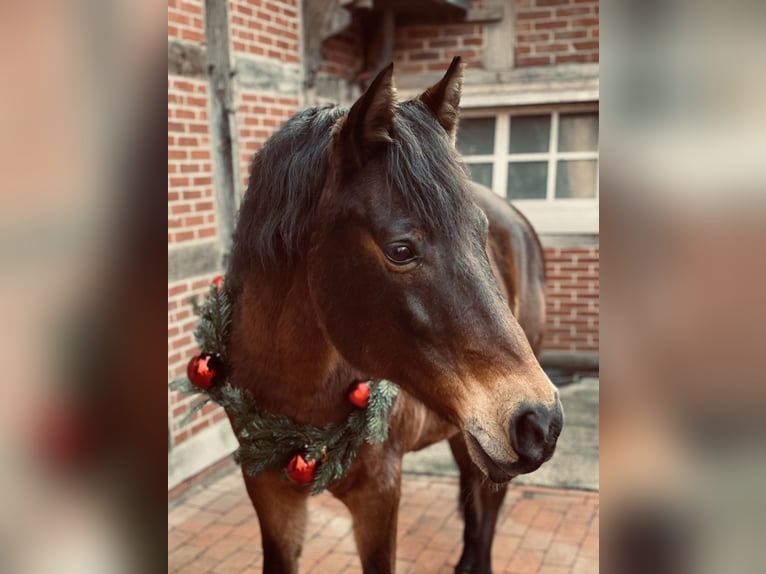 Spanish Sporthorse Gelding 13 years 14.2 hh Brown in Menslage