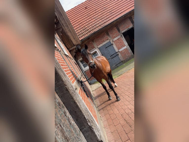 Spanish Sporthorse Gelding 13 years 14,2 hh Brown in Menslage