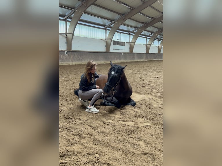 Spanish Sporthorse Gelding 13 years 15,1 hh Black in Hamburg Osdorf