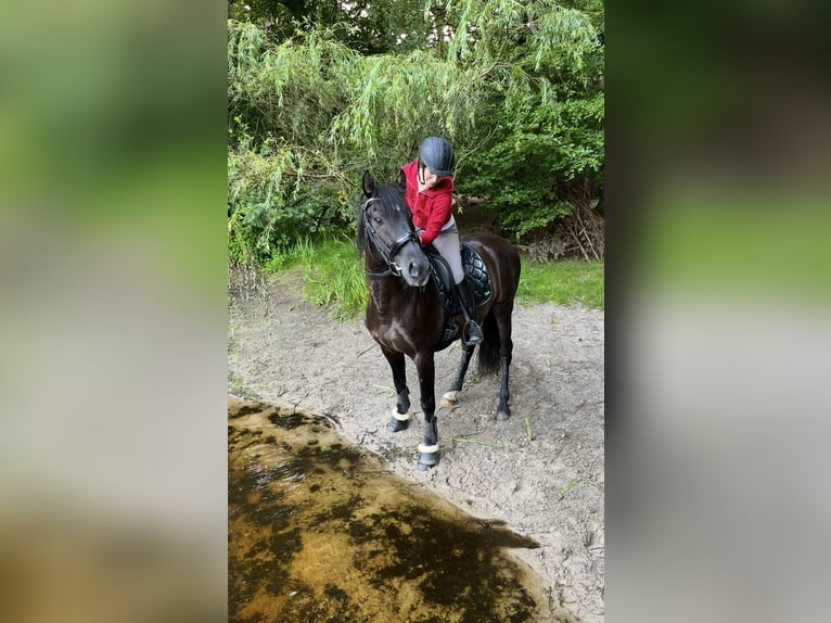 Spanish Sporthorse Gelding 13 years 15,1 hh Black in Hamburg Osdorf