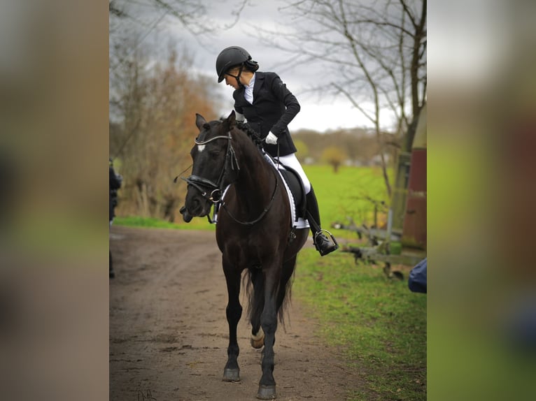 Spanish Sporthorse Gelding 13 years 15,1 hh Black in Hamburg Osdorf