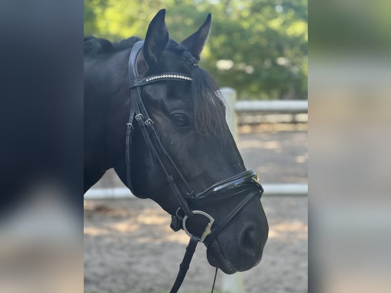 Spanish Sporthorse Gelding 13 years 15,1 hh Black in Hamburg Osdorf