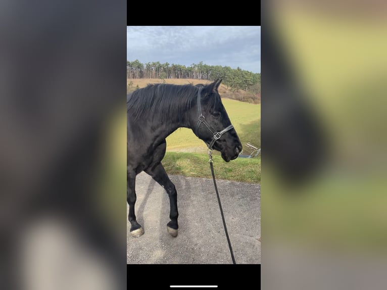 Spanish Sporthorse Gelding 13 years 15 hh Black in Hardheim