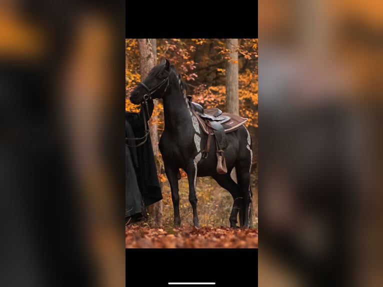 Spanish Sporthorse Gelding 13 years 15 hh Black in Hardheim