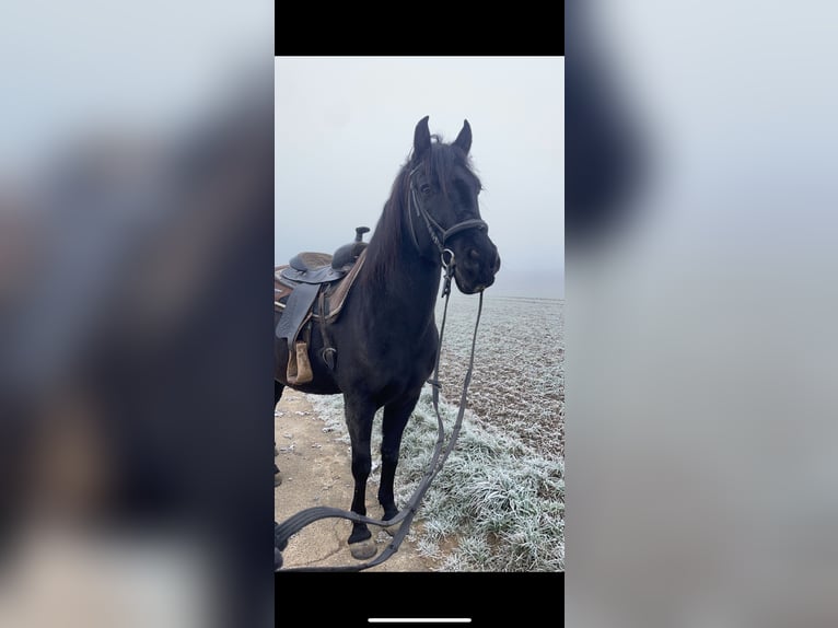 Spanish Sporthorse Gelding 13 years 15 hh Black in Hardheim