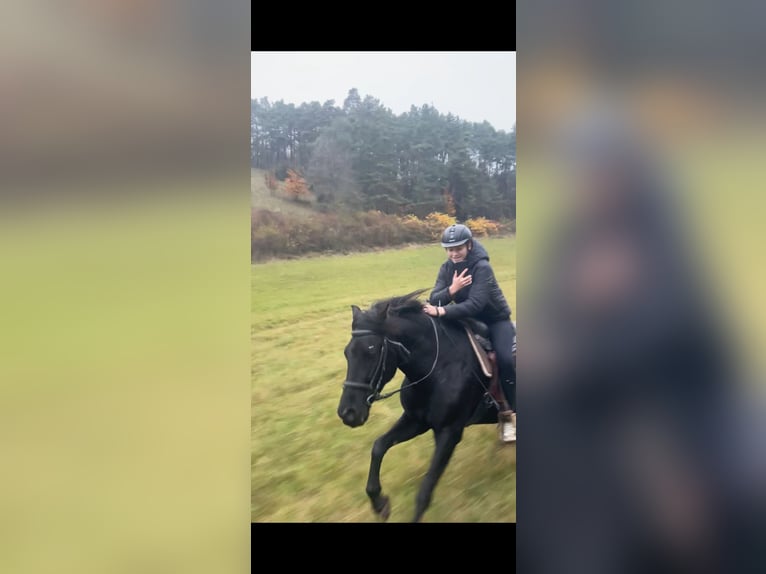 Spanish Sporthorse Gelding 13 years 15 hh Black in Hardheim