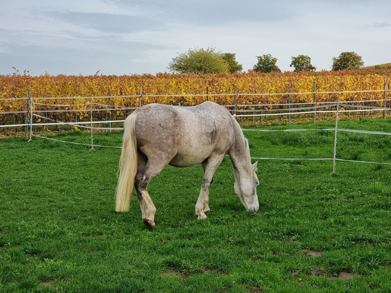 Spanish Sporthorse Mix Gelding 13 years 15 hh Grey-Fleabitten in Stadecken-Elsheim