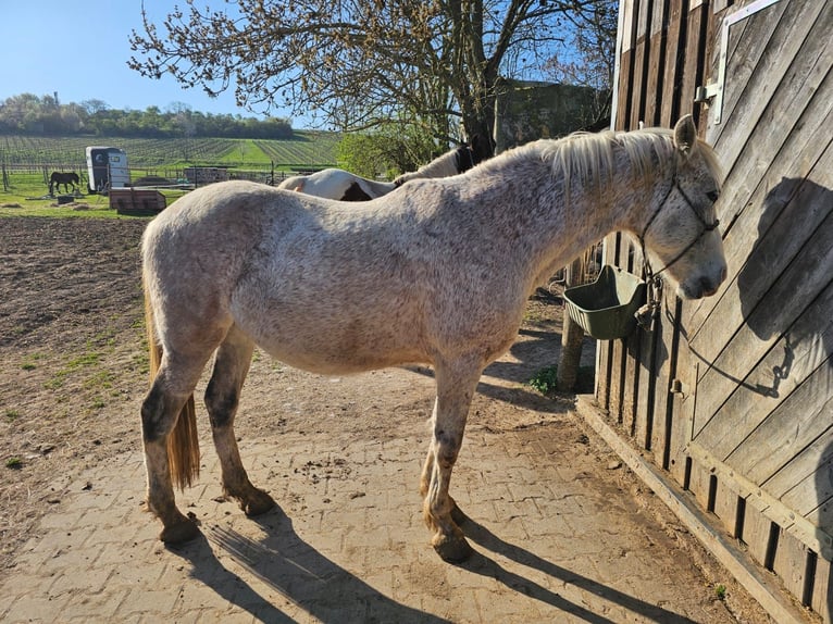 Spanish Sporthorse Mix Gelding 13 years 15 hh Grey-Fleabitten in Stadecken-Elsheim