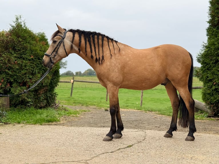 Spanish Sporthorse Gelding 13 years 15 hh in Mülheim an der Ruhr Spanish Sporthorse Gelding 13 years 15 hh in Mülheim an der Ruhr