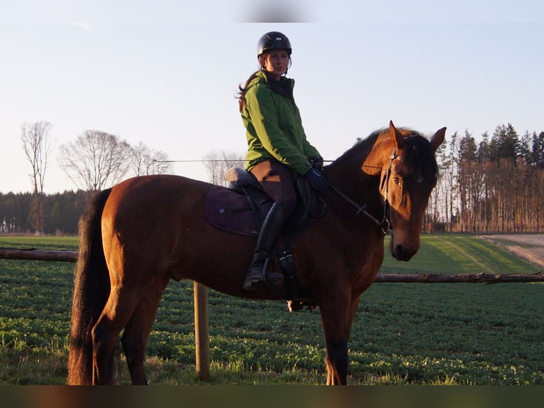 Spanish Sporthorse Gelding 13 years 15,2 hh Brown in Odelzhausen