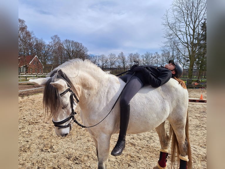 Spanish Sporthorse Mix Gelding 13 years 16 hh Grey in Samern
