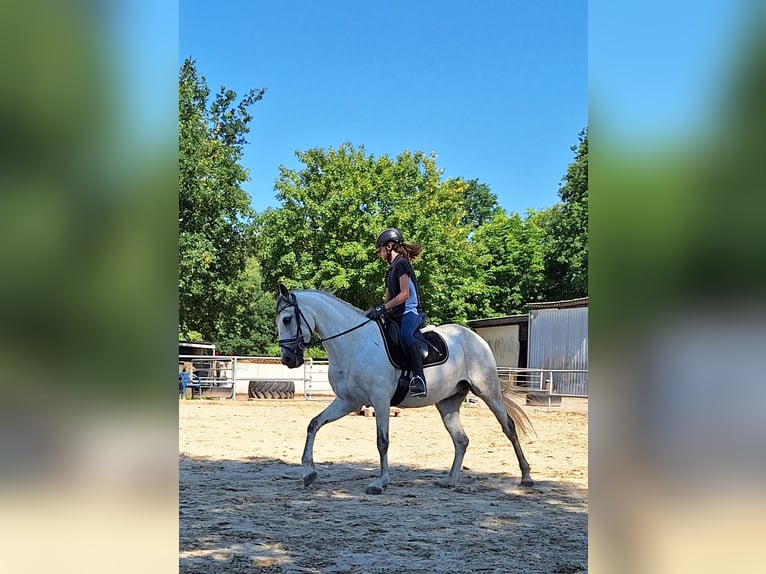 Spanish Sporthorse Gelding 13 years 16 hh Grey in Samern