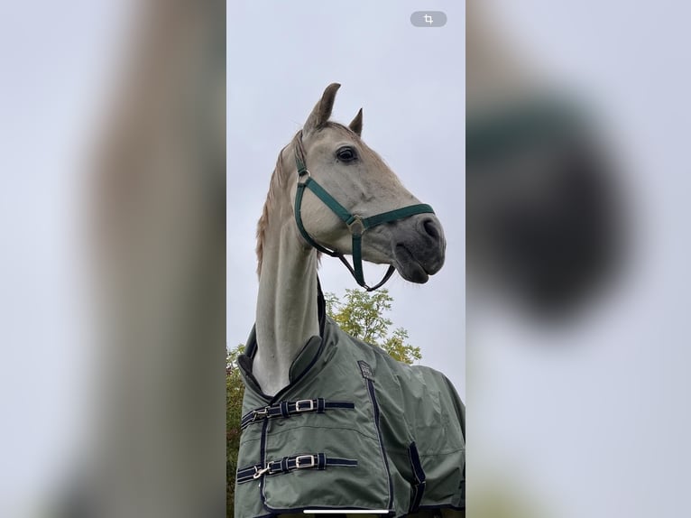 Spanish Sporthorse Gelding 13 years 16 hh Grey in Altranft Spanish Sporthorse Gelding 13 years 16 hh Grey in Altranft