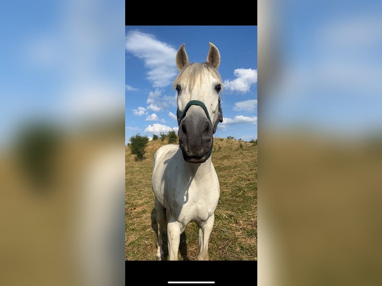 Spanish Sporthorse Gelding 13 years 16 hh Grey in Altranft Spanish Sporthorse Gelding 13 years 16 hh Grey in Altranft