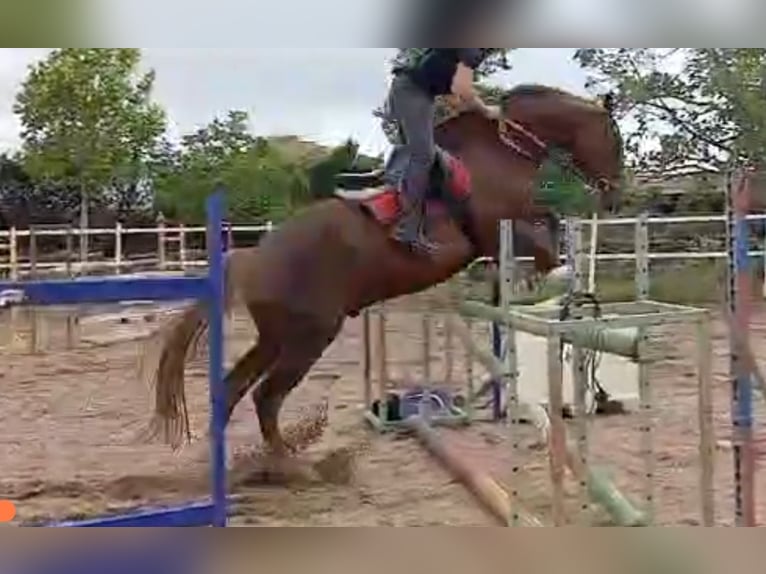 Spanish Sporthorse Gelding 13 years 17 hh Chestnut in Rioseco De Tapia