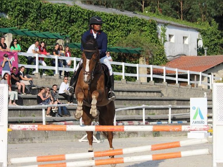 Spanish Sporthorse Gelding 13 years Chestnut in Anxeles, Os (Santa Maria-Brion)