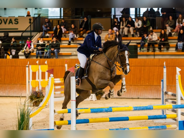 Spanish Sporthorse Gelding 13 years Chestnut in Anxeles, Os (Santa Maria-Brion)