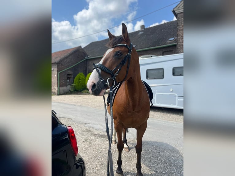 Spanish Sporthorse Mix Gelding 14 years 14,2 hh Brown-Light in Moersoers