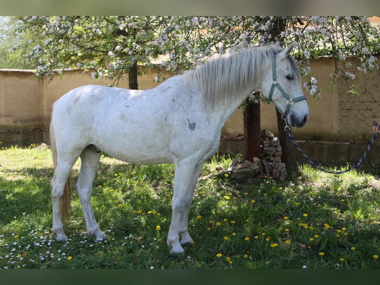 Spanish Sporthorse Gelding 14 years 15.1 hh Grey in Götzendorf an der Leitha