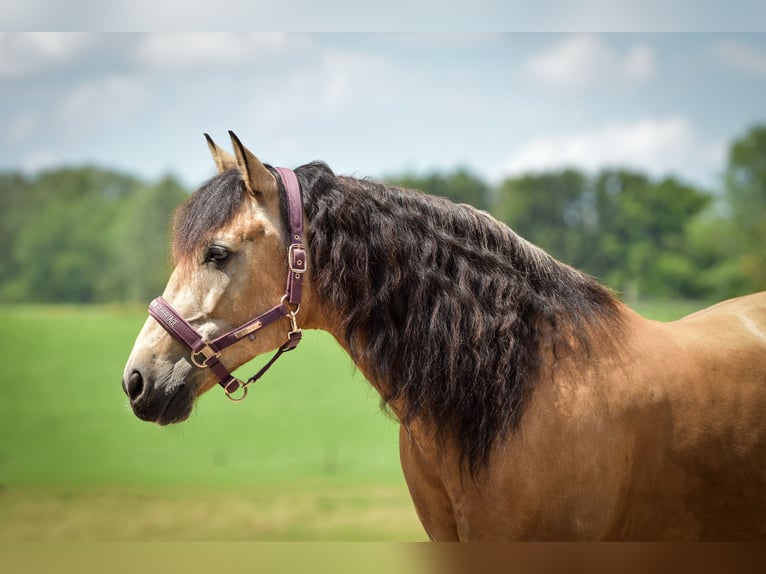 Spanish Sporthorse Gelding 14 years 15 hh in Mülheim an der Ruhr