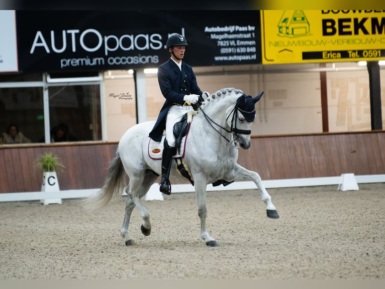 Spanish Sporthorse Gelding 14 years 16,2 hh Gray in Heiloo