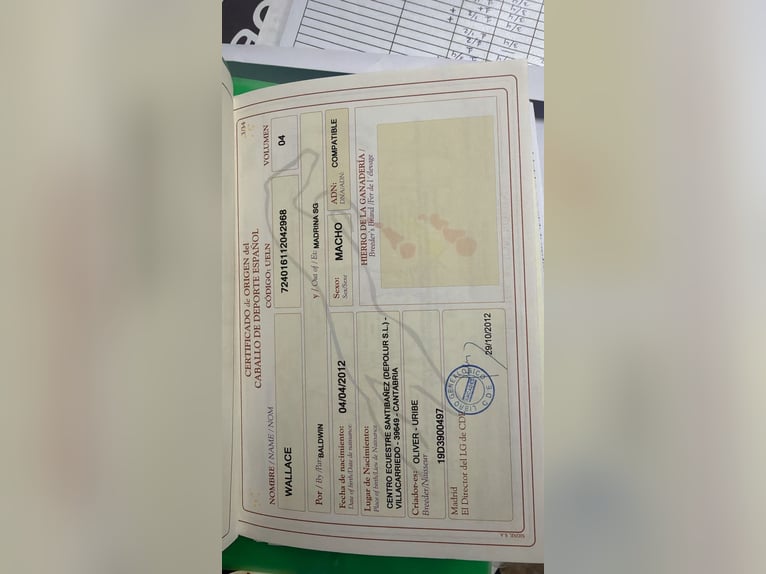 Spanish Sporthorse Gelding 14 years 16.3 hh Bay-Dark in Logroño