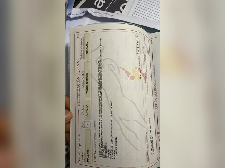 Spanish Sporthorse Gelding 14 years 16,3 hh Bay-Dark in Logroño