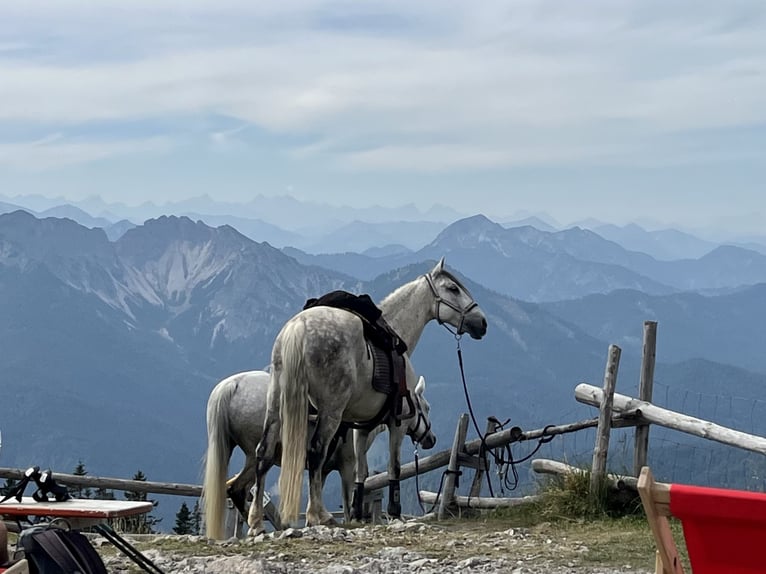 Spanish Sporthorse Mix Gelding 15 years 14,1 hh Gray-Dapple in Valley