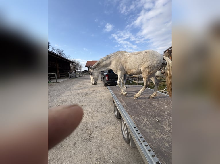 Spanish Sporthorse Mix Gelding 15 years 14,1 hh Gray-Dapple in Valley