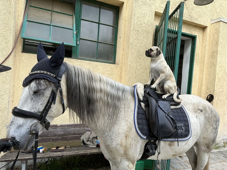 Spanish Sporthorse Mix Gelding 15 years 14,1 hh Gray-Dapple in Valley