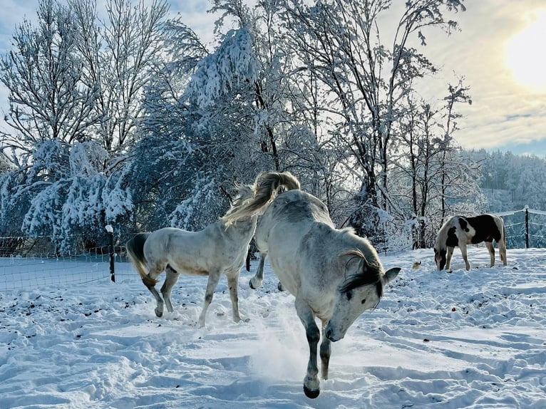 Spanish Sporthorse Mix Gelding 15 years 14,1 hh Gray-Dapple in Valley