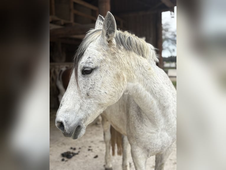 Spanish Sporthorse Mix Gelding 15 years 14,1 hh Gray-Dapple in Valley