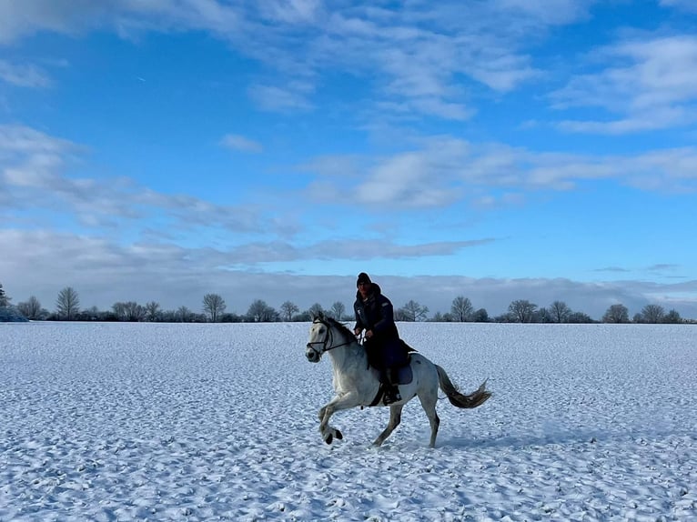 Spanish Sporthorse Mix Gelding 15 years 14,1 hh Gray-Dapple in Valley