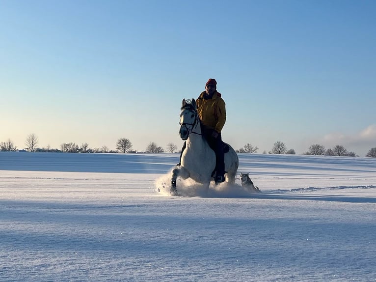 Spanish Sporthorse Mix Gelding 15 years 14,1 hh Gray-Dapple in Valley